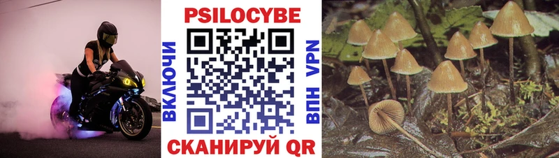закладки  Чебаркуль  Псилоцибиновые грибы Psilocybe 